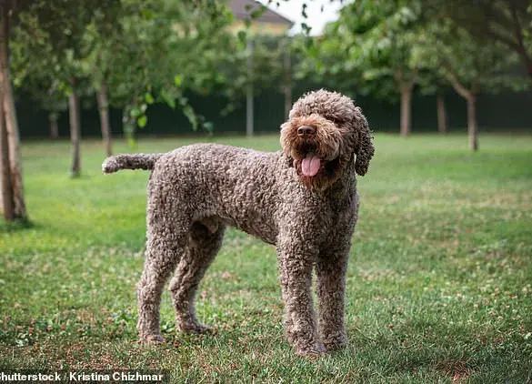 Lagotto Romagnolo Searches Soar 723% Following Royal Adoption by King Charles III