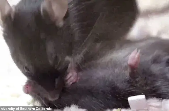 Mice instinctively rush to help their ailing peers