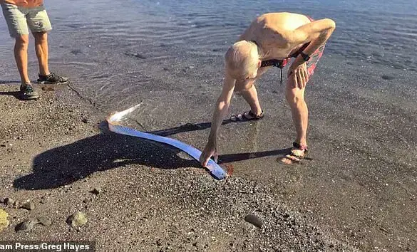 Mysterious Sea Creature Washes Up in Canary Islands, Sparking Concern and Curiosity