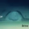 Natural Death Traps Found in Red Sea Brine Pools