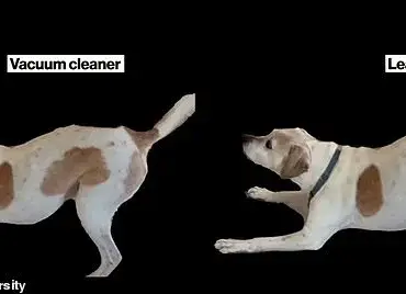 New Study Reveals Humans Misread Dog Emotions More Often Than Not