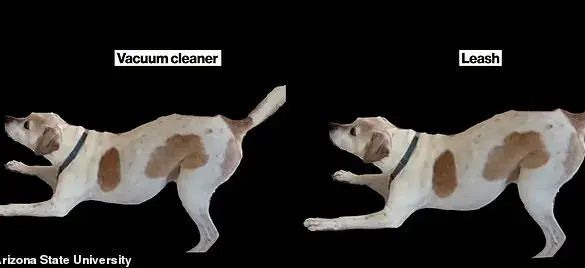 New Study Reveals Humans Misread Dog Emotions More Often Than Not