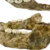 Oldest Human Face in Western Europe Unearthed, Reshaping Evolutionary Understanding