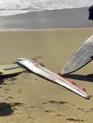 Rare 'Doomsday' Fish Washes Up on Beach in Mexico: A Sign of Pending Disaster?