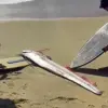 Rare Oarfish Washes Up in Canary Islands, Sparks Online Speculation and Fears