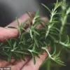 Rosemary and Sage Compound Shows Promise in Treating Alzheimer's Disease