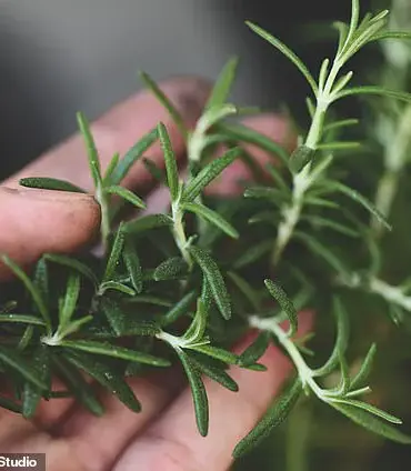 Rosemary and Sage Compound Shows Promise in Treating Alzheimer's Disease