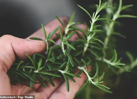 Rosemary and Sage Compound Shows Promise in Treating Alzheimer's Disease