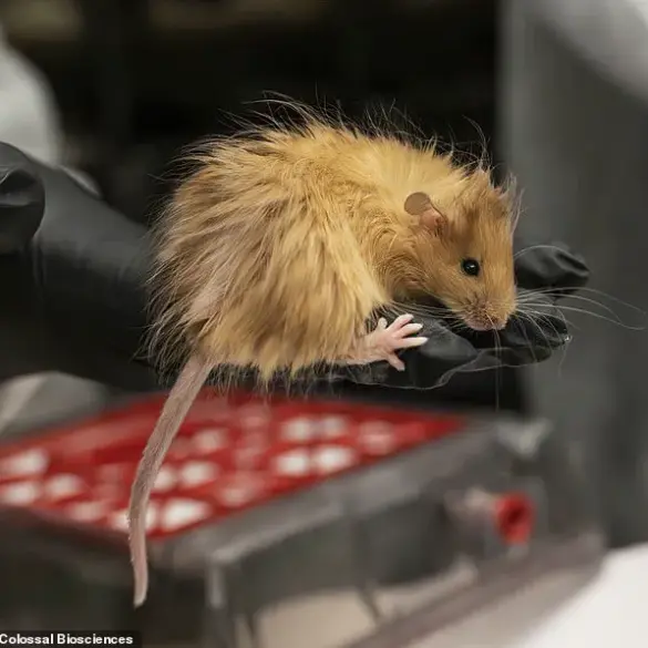 Scientists Create 'Woolly Mice' With Mammoth DNA