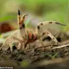 Shopper Finds Venomous Spider Egg Sac in Banana at Aldi