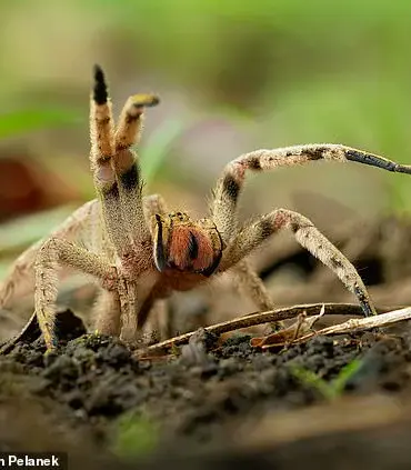 Shopper Finds Venomous Spider Egg Sac in Banana Purchased from Aldi
