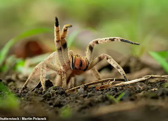 Shopper Finds Venomous Spider Egg Sac in Banana Purchased from Aldi