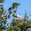 Storks Make a Comeback in England: The Knepp Estate's Conservation Success
