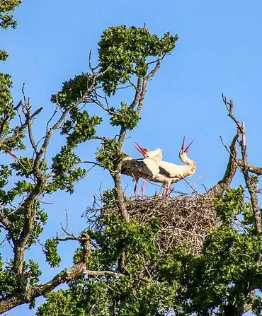 Storks Make a Comeback in England: The Knepp Estate's Conservation Success