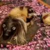 The Inside Scoop on Scotland's Forbidden Delicacy: Haggis