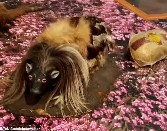 The Inside Scoop on Scotland's Forbidden Delicacy: Haggis