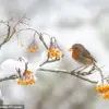 The Many Feeding Habits of Robins