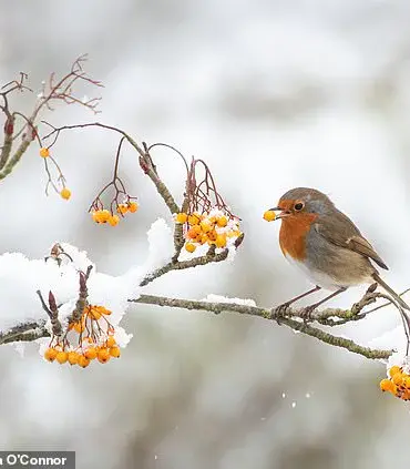 The Many Feeding Habits of Robins