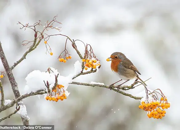 The Many Feeding Habits of Robins