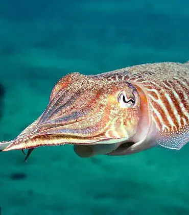 The Risks of Fake Sushi: How Common Mislabeling Impacts Consumers