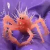 TheHoff Crab: Unraveling the Mystery of Costa Rica's Yetikrab