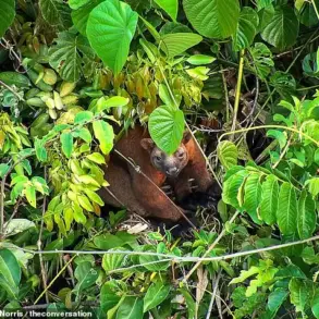Thermal Drone Technology Offers New Insights into Elusive Tree Kangaroos