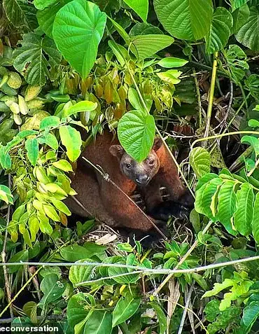 Thermal Drone Technology Offers New Insights into Elusive Tree Kangaroos