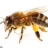 Two Bees Are Less Likely to Sting Than One: A Study Unveils Why