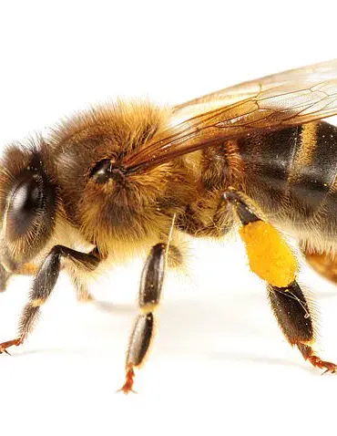 Two Bees Are Less Likely to Sting Than One: A Study Unveils Why