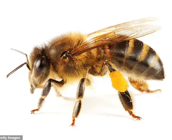 Two Bees Are Less Likely to Sting Than One: A Study Unveils Why