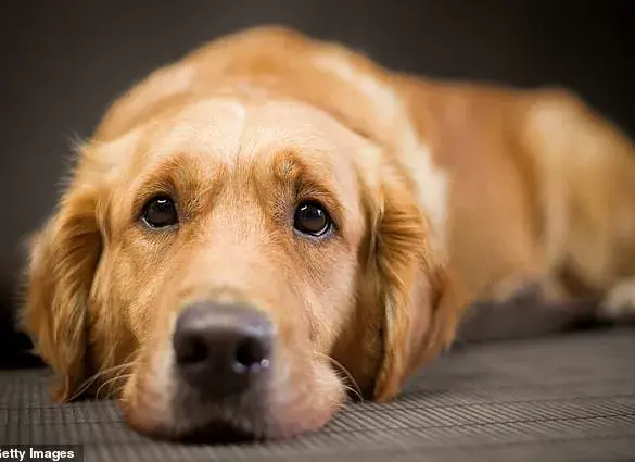 UK Dogs Feel 'Winter Blues' in January: Survey