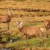 Wolves in Scotland: A Potential Solution to the Climate Crisis?