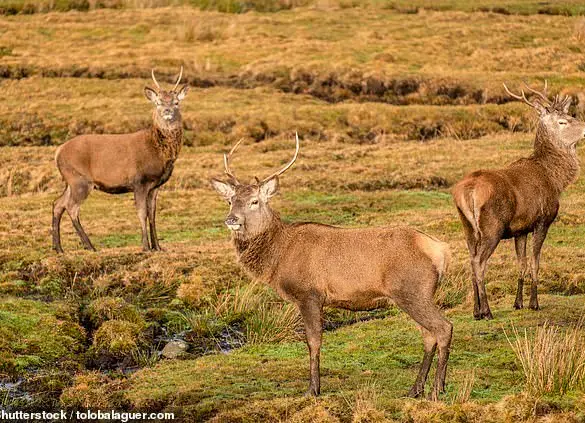 Wolves in Scotland: A Potential Solution to the Climate Crisis?
