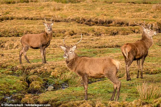 Wolves in Scotland: A Potential Solution to the Climate Crisis?