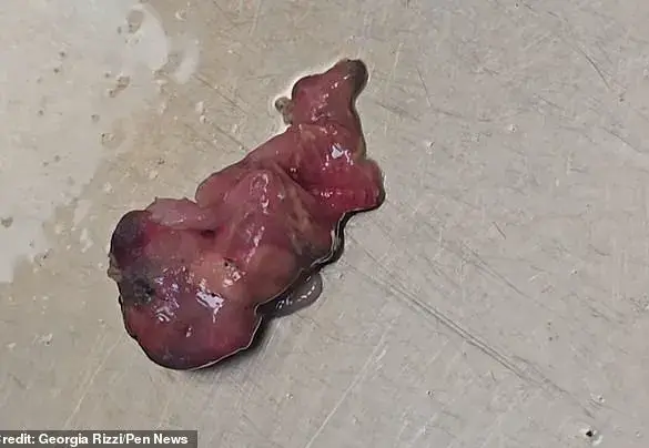 Beauty Therapist Finds Suspected Dead Rodent Embryo in Tesco Lettuce