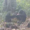 Chimpanzees Found Enjoying Boozy Fruit, Mirroring Human Social Habits