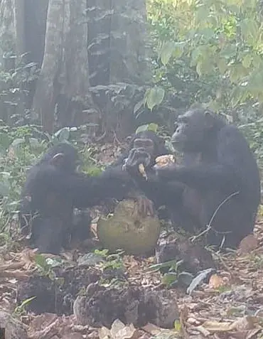 Chimpanzees Found Enjoying Boozy Fruit, Mirroring Human Social Habits