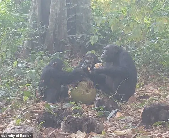 Chimpanzees Found Enjoying Boozy Fruit, Mirroring Human Social Habits