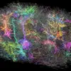 Detailed Map Reveals Neural Wiring in Mammal Brain