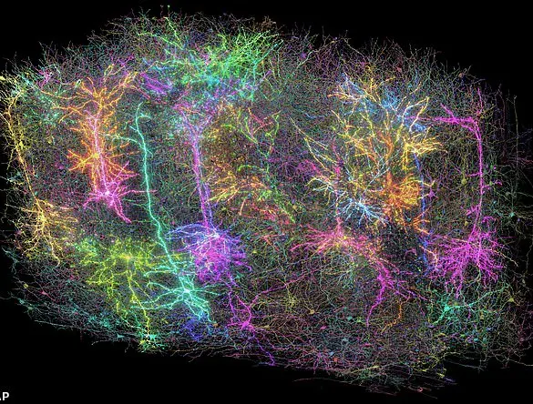 Detailed Map Reveals Neural Wiring in Mammal Brain