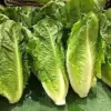 E. coli Outbreak Linked to Lettuce Sickens 89 Across 15 States