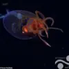 Exclusive Footage: First Ever Live Colossal Squid Filmed in Deep Sea