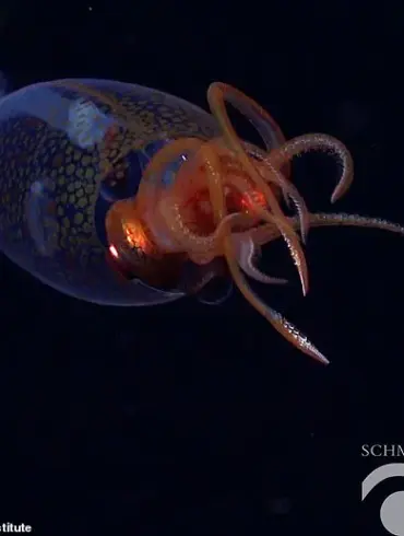 Exclusive Footage: First Ever Live Colossal Squid Filmed in Deep Sea