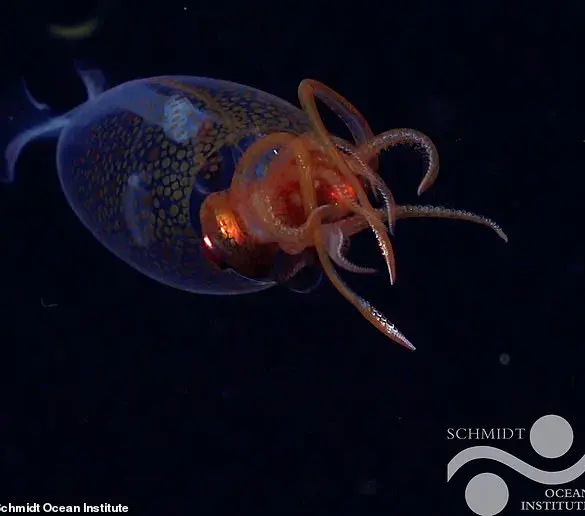 Exclusive Footage: First Ever Live Colossal Squid Filmed in Deep Sea