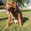 Experts Debunk 'Dog Years' Myth: Why Sasha's 22 Years Aren't Really 154 Human Years