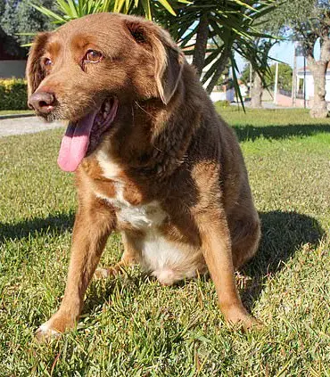 Experts Debunk 'Dog Years' Myth: Why Sasha's 22 Years Aren't Really 154 Human Years