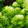 Rising E. coli Infections Linked to Contaminated Lettuce and Increased Colon Cancer Cases in Younger Adults