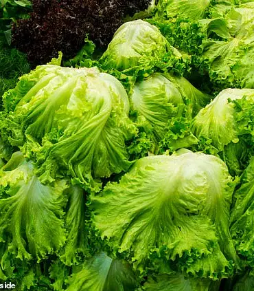 Rising E. coli Infections Linked to Contaminated Lettuce and Increased Colon Cancer Cases in Younger Adults