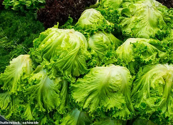 Rising E. coli Infections Linked to Contaminated Lettuce and Increased Colon Cancer Cases in Younger Adults