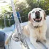 Study Reveals Dog Owners Bond With Pets Surpasses Relationships With Family and Friends